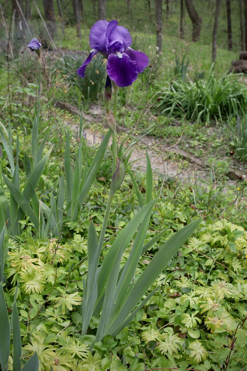Photo of Bearded Iris